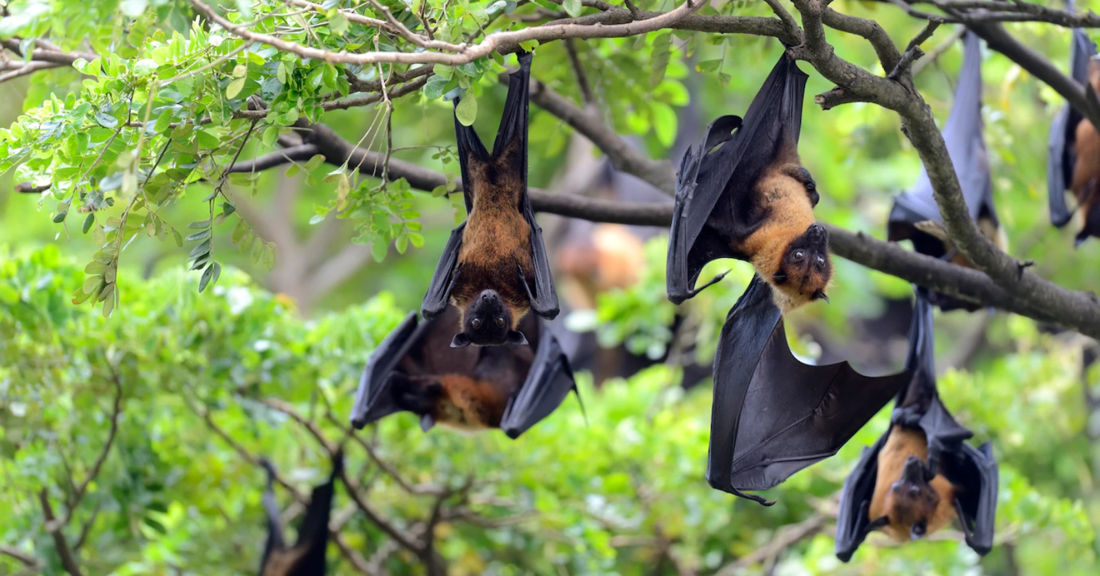 Championing Bats: Guardians of the Night Sky - Bazley Residents Association