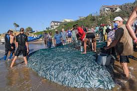Sardine Run: South Africa is famous for the annual “Sardine Run.”
