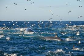 Bait Balls: During the Sardine Run, sardines form dense clusters called “bait balls.”