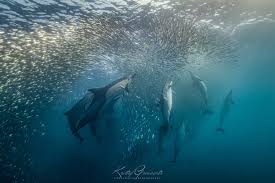 Economic Impact: The Sardine Run isn’t just a natural spectacle; it also has economic significance.