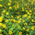 Mexican Sunflower – Category 1 Invasive Plant