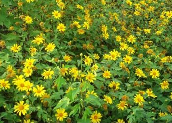 Mexican Sunflower – Category 1 Invasive Plant