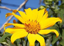 Mexican Sunflower – Category 1 Invasive Plant