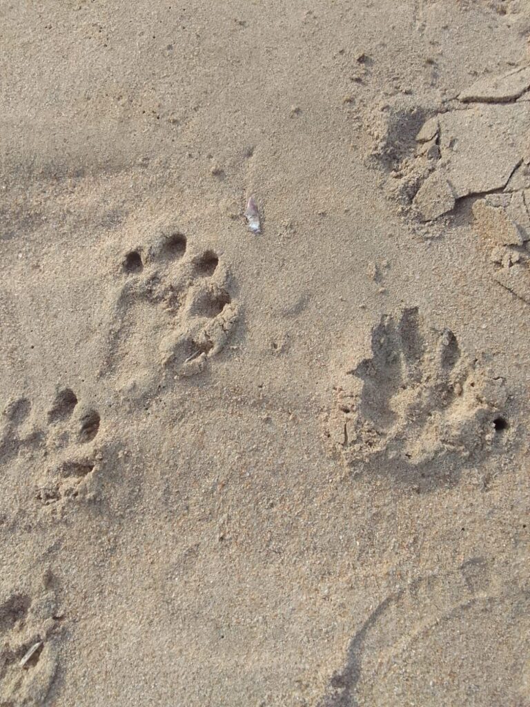 Cape Clawless Otter prints