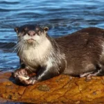 African Clawless Otter