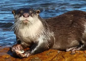 African Clawless Otter